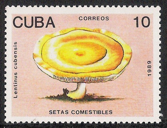 SETAS-HONGOS: 1.134.014,00-Lentinus cubensis