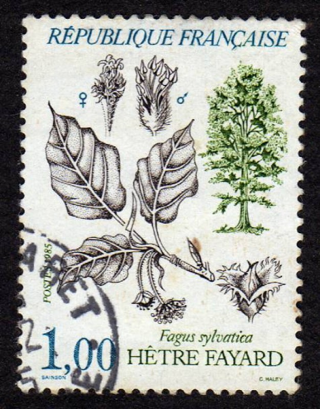 Hetre Fayard  Fagus Sylvatica