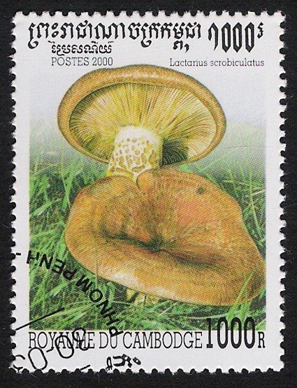 SETAS-HONGOS: 1.124.044,00-Lactarius scrobiculatus