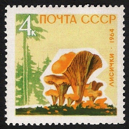 SETAS:231.202  Cantharellus cibarius