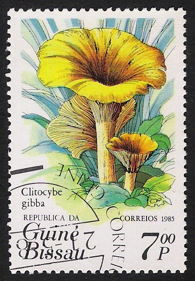 SETAS-HONGOS: 1.161.0001,00-Clitocybe gibba