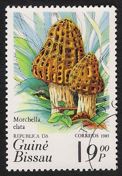 SETAS-HONGOS: 1.161.0002,00-Morchella elata