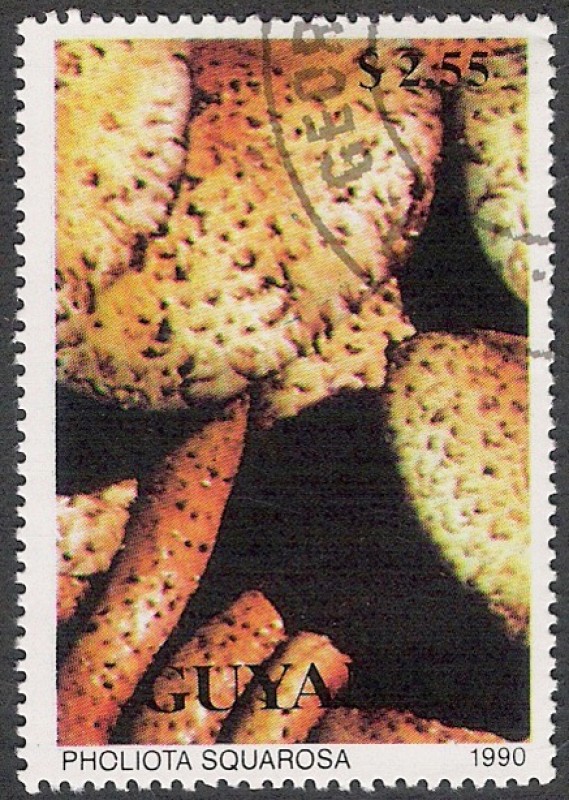 SETAS-HONGOS: 1.162.024,00-Pholiota squarrosa