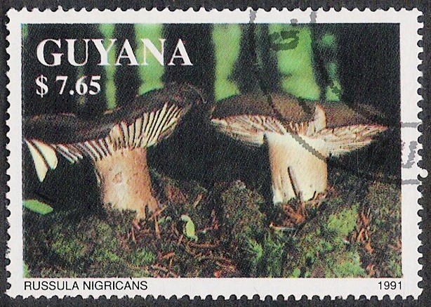SETAS-HONGOS: 1.162.032,00-Russula nigricans