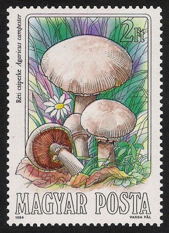 SETAS-HONGOS: 1.164.003,00-Agaricus campestris