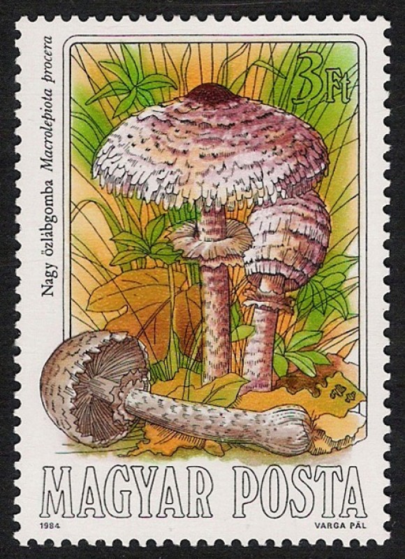 SETAS-HONGOS: 1.164.006,00-Macrolepiota procera