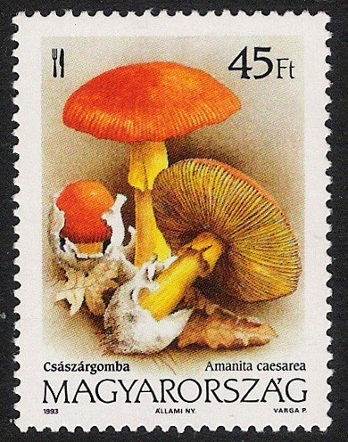 SETAS-HONGOS: 1.164.023,00-Amanita caesarea