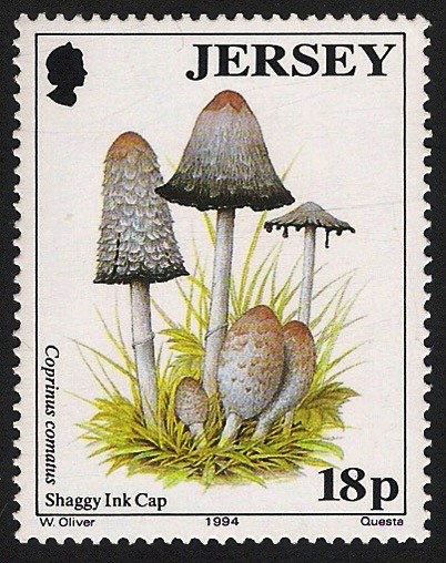 SETAS-HONGOS: 1.170.011,00-Coprinus comatus