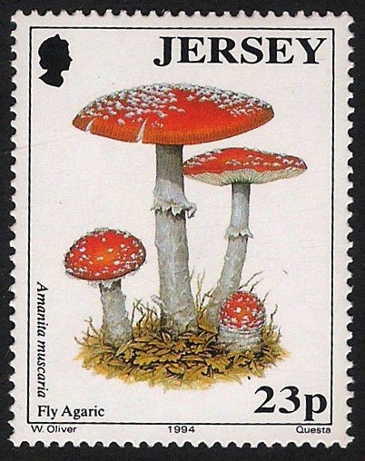 SETAS-HONGOS: 1.170.012,00-Amanita muscaria