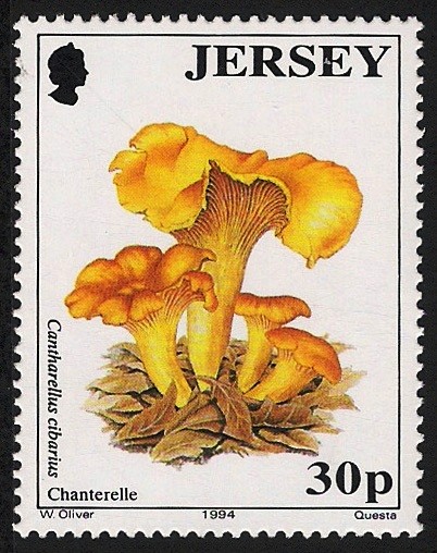 SETAS-HONGOS: 1.170.013,00-Cantharellus cibarius