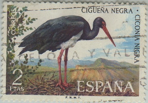 fauna hispanica-cigüeña negra-1973