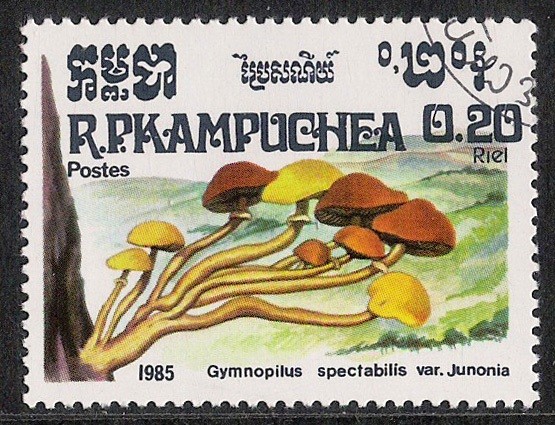 SETAS-HONGOS: 1.171.001,00-Gymnopilus spectabilis