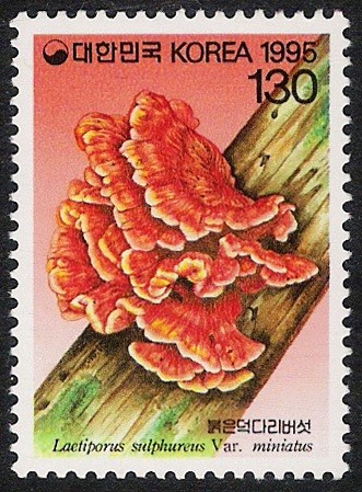 SETAS-HONGOS: 1.230.042,00-Laetiporus sulphureus