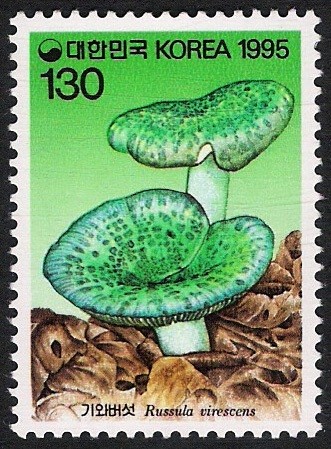 SETAS-HONGOS: 1.230.044,00-Russula virescens