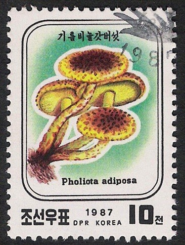 SETAS-HONGOS: 1.205.031,00-Pholiota adiposa