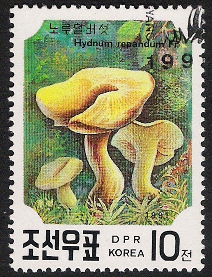 SETAS-HONGOS: 1.205.061,00-Hydnum repandum