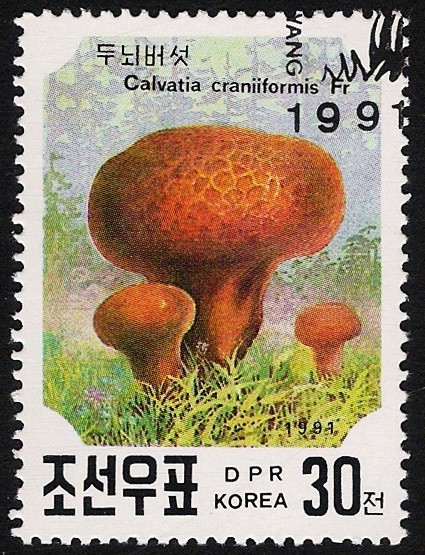 SETAS-HONGOS: 1.205.063,00-Calvatia craniiformis