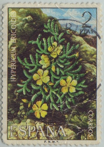 Flora-Hypericum ericoides-1974