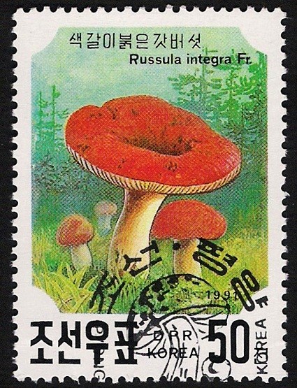 SETAS-HONGOS: 1.205.065,00-Russula integra