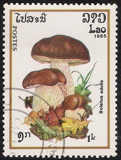 SETAS-HONGOS: 1.174.002,00-Boletus edulis