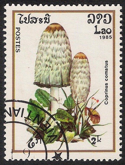 SETAS-HONGOS: 1.174.003,00-Coprinus comatus