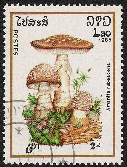 SETAS-HONGOS: 1.174.004,00-Amanita rubescens