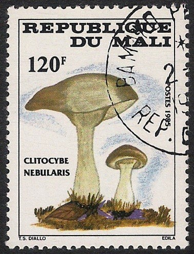 SETAS-HONGOS: 1.186.011,00-Clitocybe nebularis