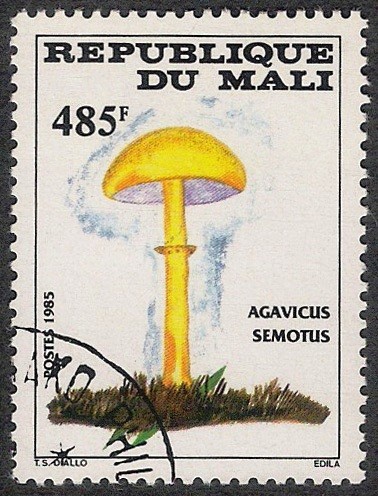 SETAS-HONGOS: 1.186.013,00-Agaricus semotus