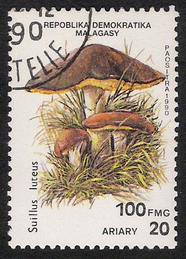 SETAS-HONGOS: 1.182.002,00-Suillus luteus