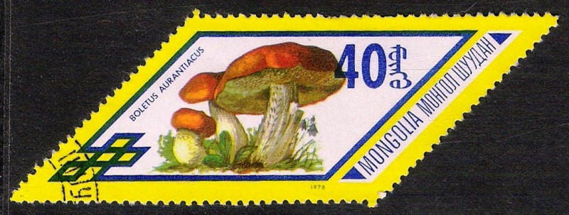 SETAS-HONGOS: 1.192.013,00-Boletus aurantiacus