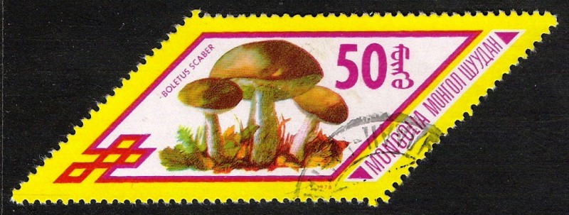 SETAS-HONGOS: 1.192.014,00-Boletus scaber