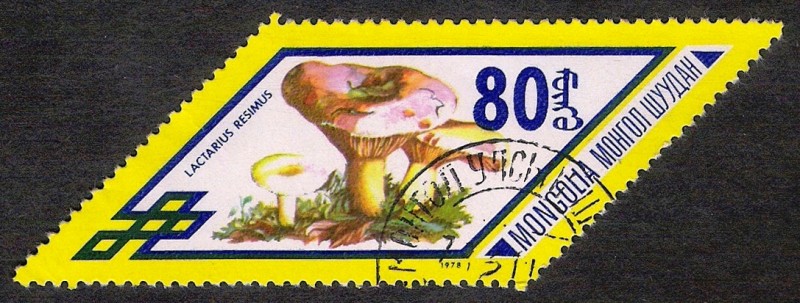 SETAS-HONGOS: 1.192.016,00-Lactarius resimus