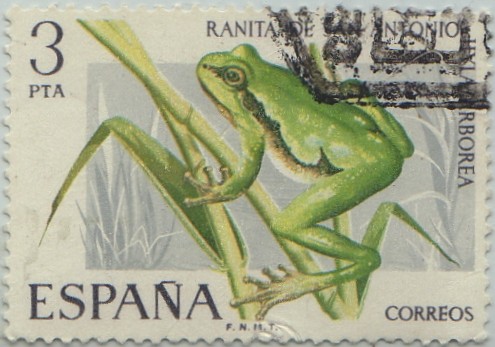 fauna hispanica-Ranita de San Antonio-1975
