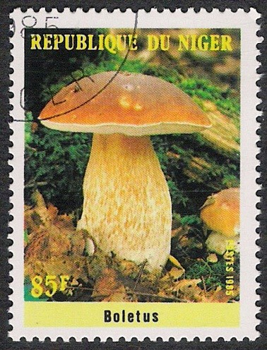 SETAS-HONGOS: 1.202.001,00-Boletus edulis