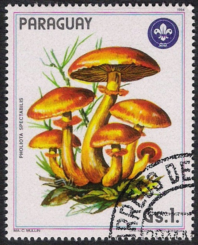 SETAS-HONGOS: 1.209.004,00-Pholiota spectabilis