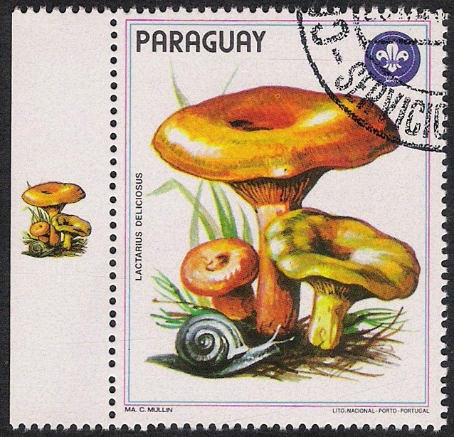 SETAS-HONGOS: 1.209.001,00-Lactarius deliciosus