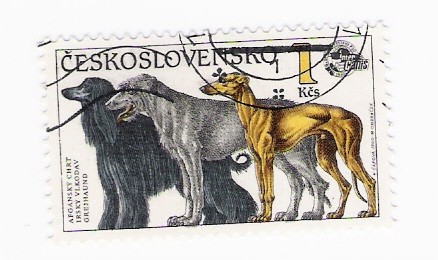 Perros