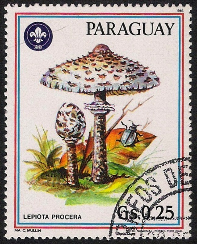 SETAS-HONGOS: 1.209.011,00-Lepiota procera