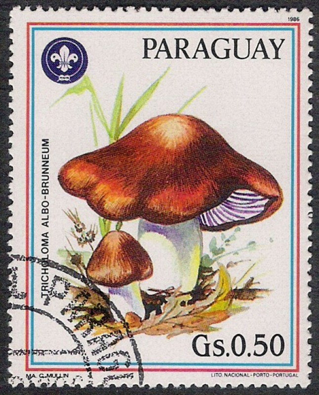 SETAS-HONGOS: 1.209.012,00-Tricholoma albobrunneum
