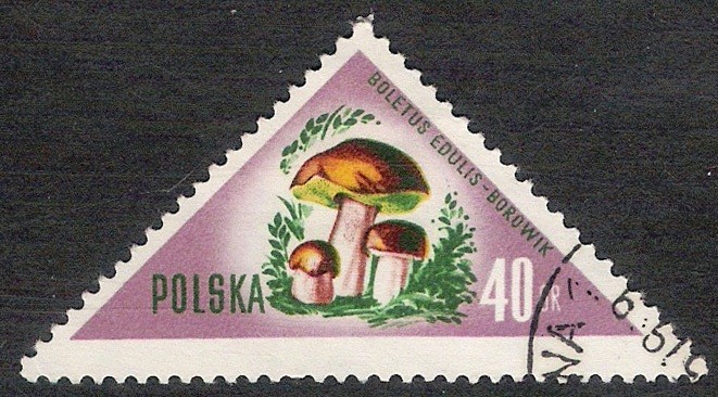 SETAS-HONGOS: 1.211.003,00-Boletus edulis