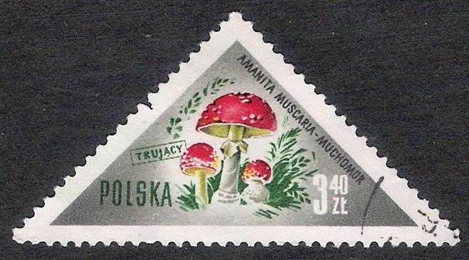 SETAS-HONGOS: 1.211.007,00-Amanita muscaria