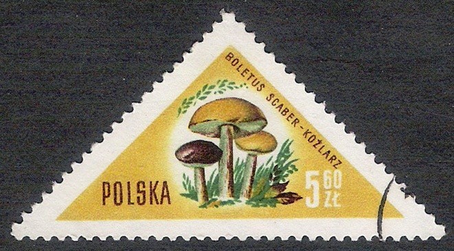 SETAS-HONGOS: 1.211.008,00-Boletus scaber