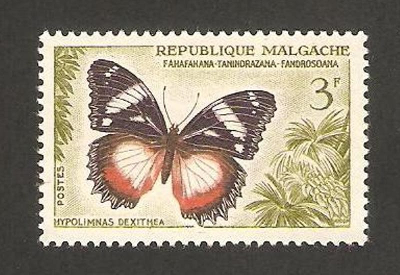 mariposa, hypolimnas dexithea