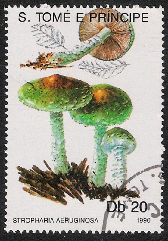 SETAS:220.031  Stropharia aeruginosa