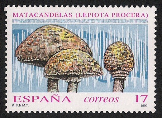 SETAS-HONGOS: 1.232.002,00-Lepiota procera