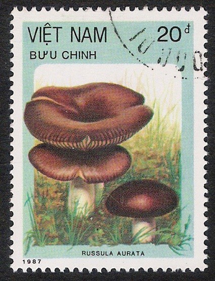 SETAS:261.013  Russula aurata