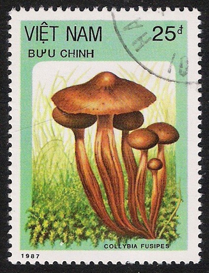 SETAS:261.014  Collybia fusipes