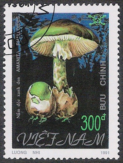 SETAS:261.031   Amanita phalloides