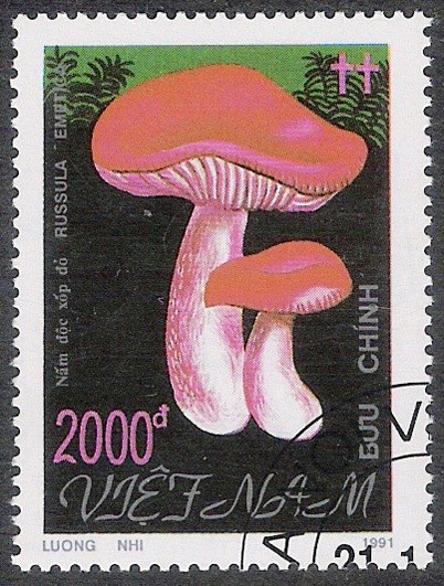 SETAS:261.034  Russula emetica