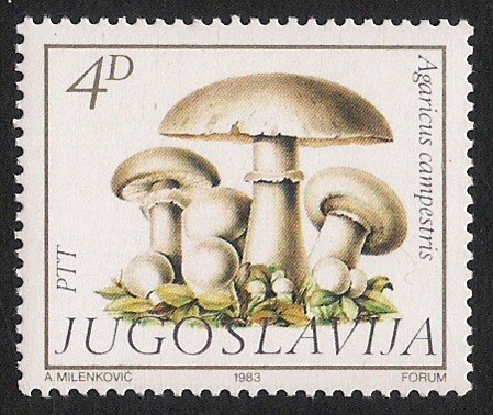 SETAS:264.201  Agaricus campestris